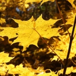 Wild West Gold слот игра с ковбойской тематикой и энергичным геймплеем