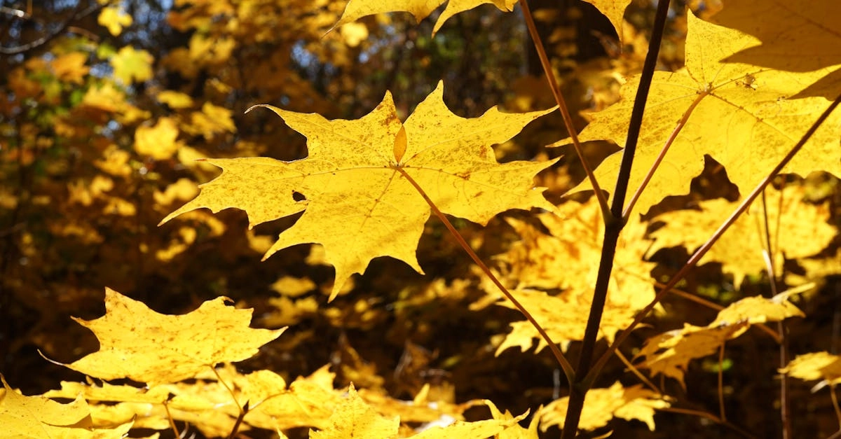 Wild West Gold слот игра с ковбойской тематикой и энергичным геймплеем