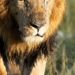 Great Rhino Deluxe - мощная энергия африканской саванны в игре