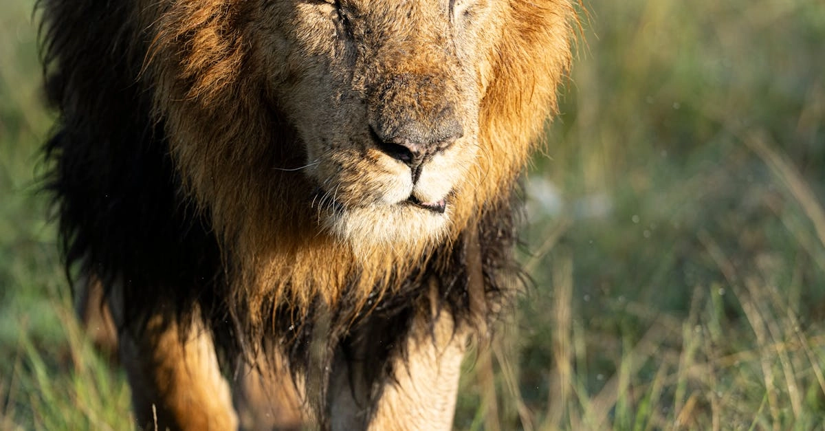 Great Rhino Deluxe - мощная энергия африканской саванны в игре