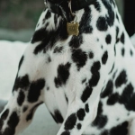 Энергичные собаки из слота The Dog House заряжают позитивом