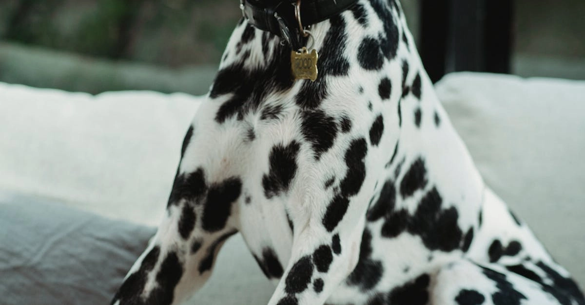 Энергичные собаки из слота The Dog House заряжают позитивом